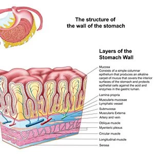 Anatomy of the structure and layers of the stomach wall