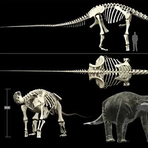 Anatomy of a Titanosaur