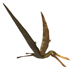 Anhanguera, a genus of Pterosaur from the Cretaceous period