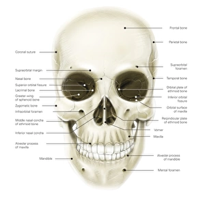 Anterior view of human skull, with labels