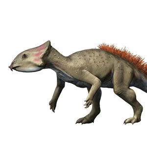 Aquilops is a ceratopsiam from the Early Cretaceous period