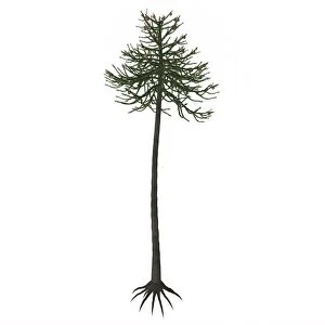 Araucaria conifer tree isolated on white background