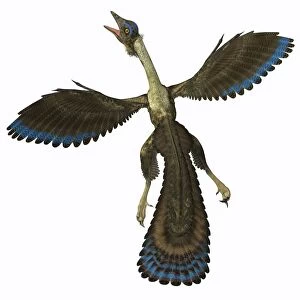 Archaeopteryx, known as one of the earliest prehistoric birds