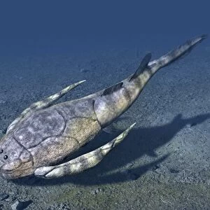 Bothriolepis is an extinct placoderm from the Late Devonian of Canada