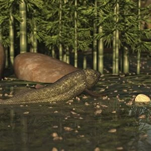 A Ceratodus lungfish from the early Cretaceous