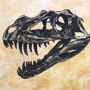Ceratosaurus dinosaur skull