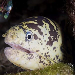 A chain moray eel peers out of its hole