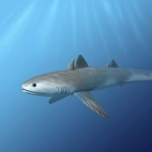 Cladoselache fyleri is an extinct shark from the Late Devonian period