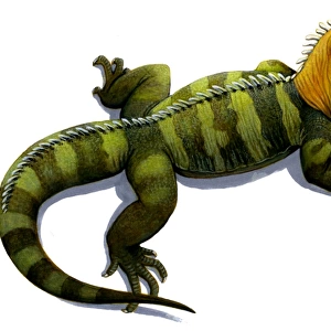 Clevosaurus, a prehistoric reptile similar to the modern tuatara