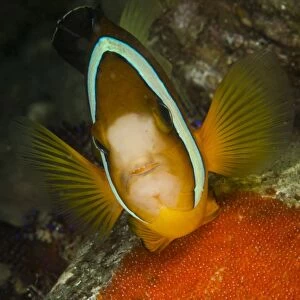 Clownfish defending its clutch of red eggs, Philippines