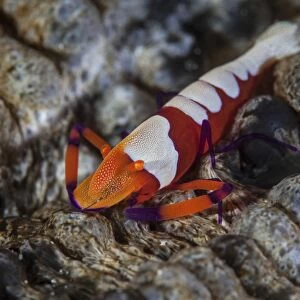 A colorful emperor shrimp sits atop a sea cucumber