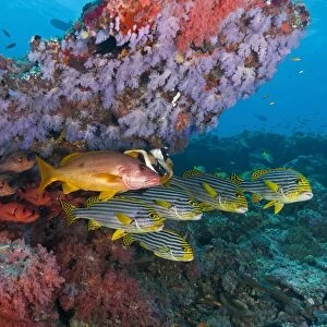 Colourful reef scene, Ari and Male Atoll, Maldives