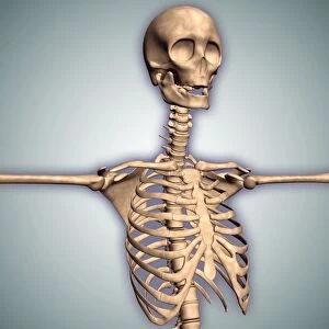 Conceptual image of human rib cage and spinal cord with skull