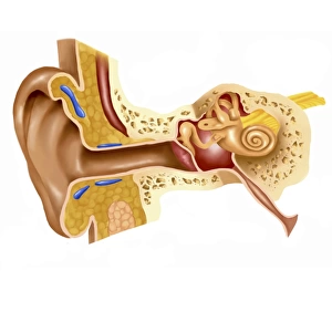 Cross section of human ear