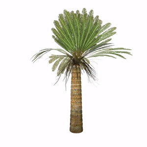 Cycad plant on white background