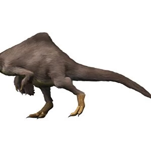 Deinocheirus is an ostrich-like dinosaur of the Late Cretaceous period