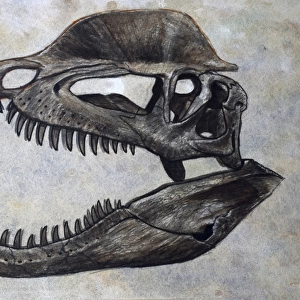 Dilophosaurus dinosaur skull