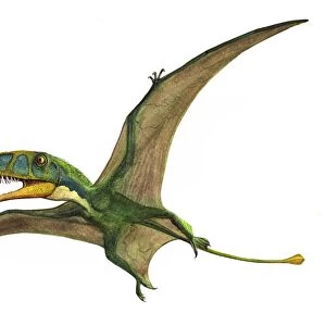 Dimorphodon macronyx, a prehistoric era pterosaur