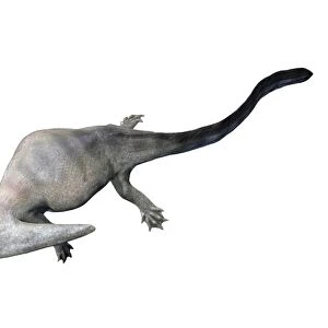 Diplocaulus is an extinct lepospondyl from the Paleozoic Era