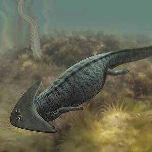 Diplocaulus salamandroides, a prehistoric animal from the Paleozoic Era