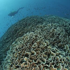 Diver exploring Cabbage Coral mountain, Gorontalo, Indonesia