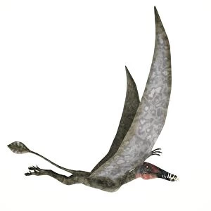 Dorygnathus pterosaur from the Jurassic Period