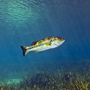 A Florida Largemouth Bass swims over the grassy river bottom