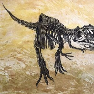 Giganotosaurus dinosaur skeleton