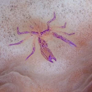 Hairy squat lobster on pink sponge, Solomon Islands