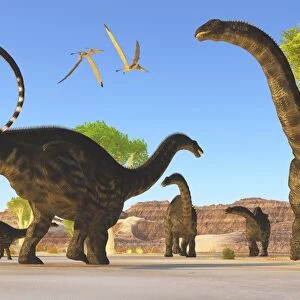 Herd of Apatosaurus dinosaurs wander through a prehistoric forest