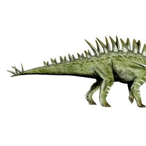 Huayangosaurus dinosaur