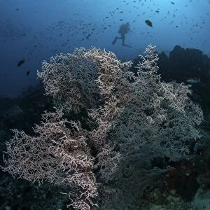A huge gorgonian grows on a reef in Komodo National Park, Indonesia