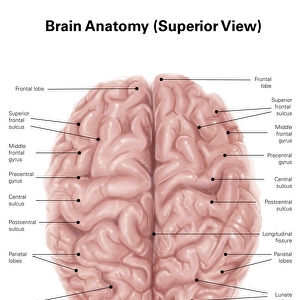 Human brain anatomy, superior view
