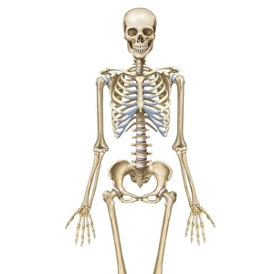 Human skeletal system, front view