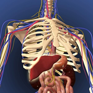 Human skeleton showing digestive system and nervous system