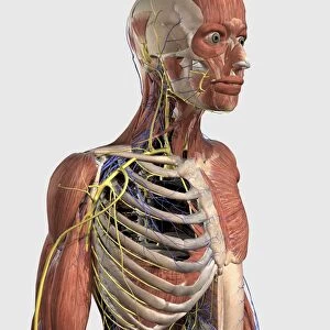Human upper body showing muscle parts, axial skeleton, veins and nerves