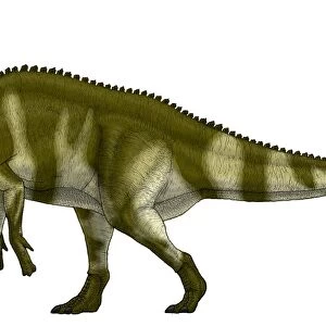 Lambeosaurus lambei, a hadrosaurid dinosaur from the Cretaceous Period