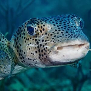 A large spotted pufferfish