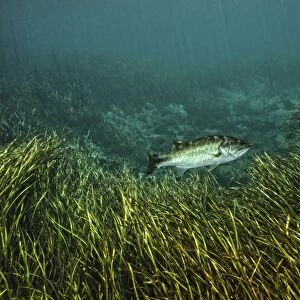 A Largemouth Bass swims amonst Strap-leaf sagittaria on the river bottom