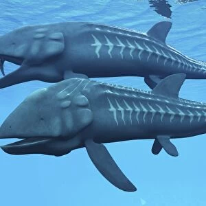 Leedsichthys fish about to swallow an Ichthyosaurus marine reptile