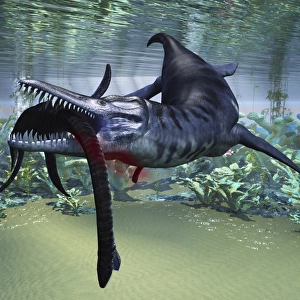 A Liopleurodon attacks a Plesiosaurus