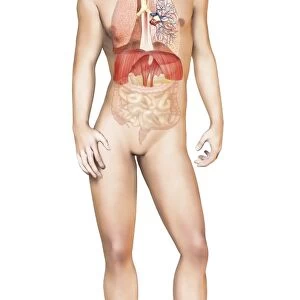 Male body standing, with full respiratory system superimposed
