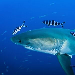 Male great white shark and pilot fish, Guadalupe Island, Mexico