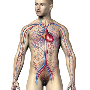Male human circulatory system, upper body