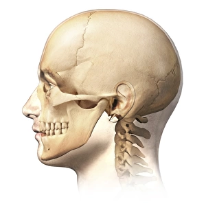 Male human head with skull in ghost effect, side view