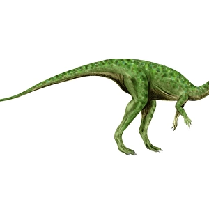 Othnielosaurus dinosaur