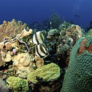 Pair of banded butterflyfish roaming the reef, Nassau, The Bahamas