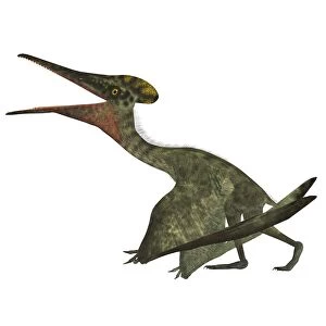 Pterodactylus flying reptile
