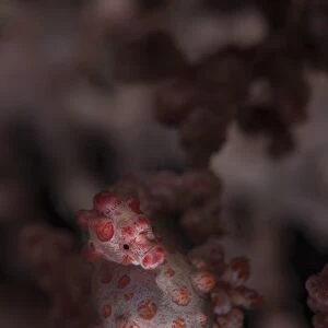 A pygmy seahorse clings to its symbiotic gorgonian