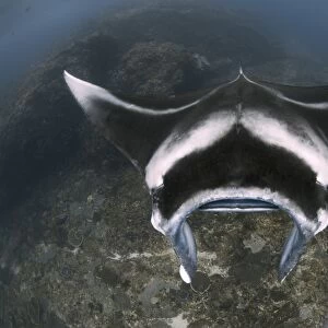 A reef manta ray swimming above a reef top, Indonesia